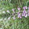 Fotografia 15 da espécie Acanthus mollis do Jardim Botânico UTAD