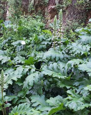 Fotografia 16 da espécie Acanthus mollis no Jardim Botânico UTAD