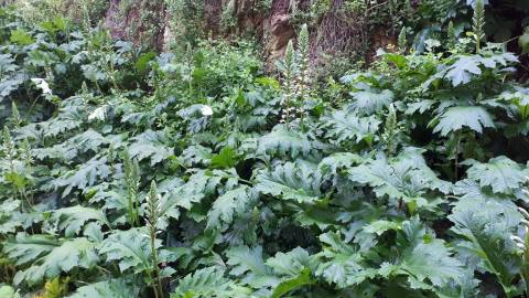 Fotografia da espécie Acanthus mollis