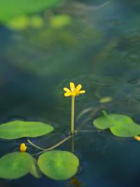 Fotografia da espécie Cabomba aquatica