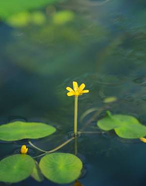 Fotografia 3 da espécie Cabomba aquatica no Jardim Botânico UTAD