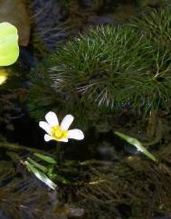 Cabomba caroliniana