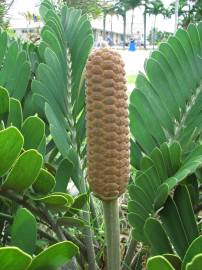 Fotografia da espécie Zamia furfuracea