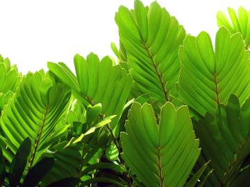 Fotografia da espécie Zamia furfuracea