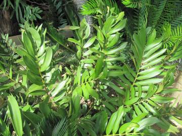 Fotografia da espécie Zamia furfuracea