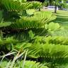 Fotografia 8 da espécie Zamia furfuracea do Jardim Botânico UTAD