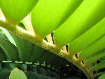 Fotografia da espécie Zamia furfuracea