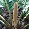 Fotografia 15 da espécie Zamia furfuracea do Jardim Botânico UTAD