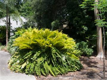 Fotografia da espécie Zamia furfuracea
