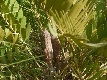 Fotografia da espécie Zamia furfuracea