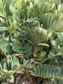 Fotografia da espécie Zamia furfuracea