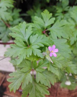 Fotografia 19 da espécie Geranium robertianum subesp. purpureum no Jardim Botânico UTAD