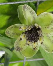 Fotografia da espécie Austrobaileya scandens
