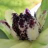 Fotografia 7 da espécie Austrobaileya scandens do Jardim Botânico UTAD