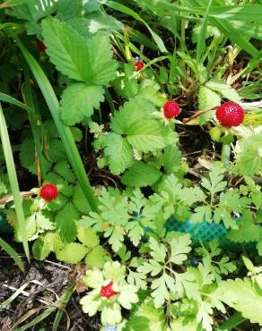 Fotografia 12 da espécie Duchesnea indica no Jardim Botânico UTAD