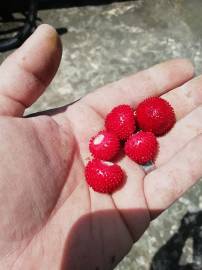 Fotografia da espécie Duchesnea indica