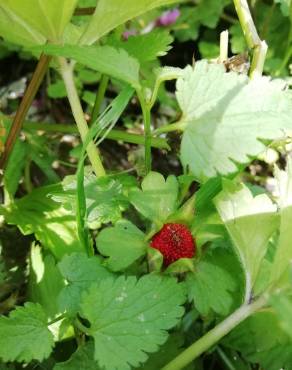 Fotografia 14 da espécie Duchesnea indica no Jardim Botânico UTAD