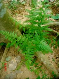 Fotografia da espécie Davallia denticulata