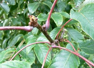 Fotografia da espécie Tapiscia sinensis