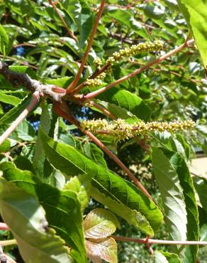 Fotografia 6 da espécie Tapiscia sinensis no Jardim Botânico UTAD
