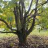 Fotografia 5 da espécie Eucommia ulmoides do Jardim Botânico UTAD