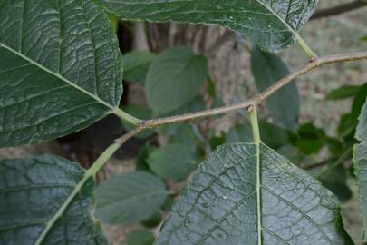 Fotografia da espécie Eucommia ulmoides