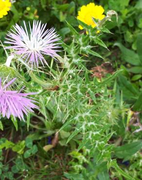 Fotografia 30 da espécie Galactites tomentosa no Jardim Botânico UTAD