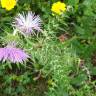 Fotografia 30 da espécie Galactites tomentosa do Jardim Botânico UTAD