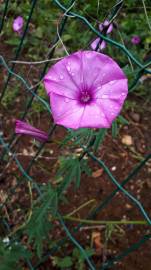 Fotografia da espécie Convolvulus althaeoides