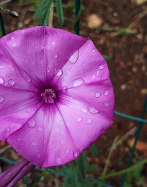 Fotografia 4 da espécie Convolvulus althaeoides no Jardim Botânico UTAD