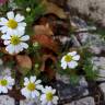 Fotografia 8 da espécie Anthemis arvensis subesp. arvensis do Jardim Botânico UTAD