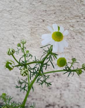 Fotografia 9 da espécie Anthemis arvensis subesp. arvensis no Jardim Botânico UTAD