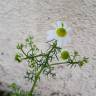 Fotografia 9 da espécie Anthemis arvensis subesp. arvensis do Jardim Botânico UTAD