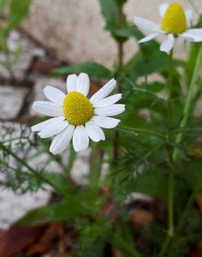 Fotografia 10 da espécie Anthemis arvensis subesp. arvensis no Jardim Botânico UTAD