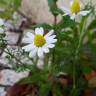 Fotografia 10 da espécie Anthemis arvensis subesp. arvensis do Jardim Botânico UTAD