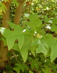 Liriodendron chinense