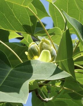 Fotografia 14 da espécie Liriodendron chinense no Jardim Botânico UTAD