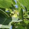 Fotografia 14 da espécie Liriodendron chinense do Jardim Botânico UTAD