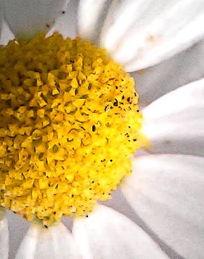 Fotografia 13 da espécie Anthemis arvensis subesp. arvensis no Jardim Botânico UTAD