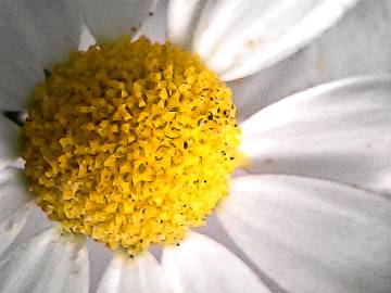 Fotografia da espécie Anthemis arvensis subesp. arvensis