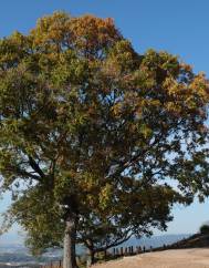 Quercus glauca