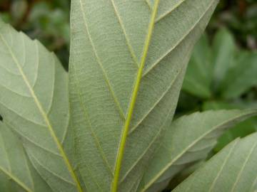 Fotografia da espécie Quercus glauca