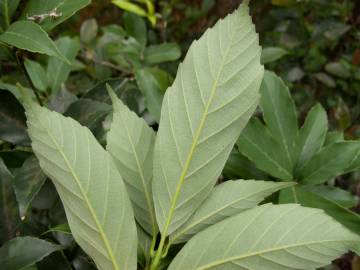 Fotografia da espécie Quercus glauca