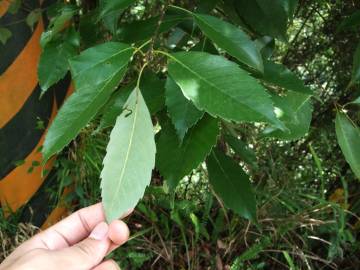 Fotografia da espécie Quercus glauca