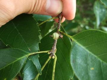 Fotografia da espécie Quercus glauca