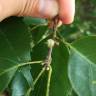 Fotografia 6 da espécie Quercus glauca do Jardim Botânico UTAD