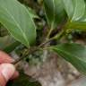 Fotografia 9 da espécie Quercus glauca do Jardim Botânico UTAD