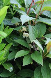 Fotografia da espécie Schisandra chinensis