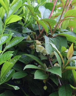 Fotografia 3 da espécie Schisandra chinensis no Jardim Botânico UTAD