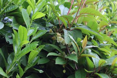 Fotografia da espécie Schisandra chinensis